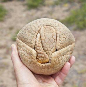 A 3 Banded Armadillo rolled in a defensive ball.